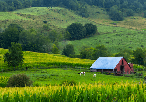 O familie de fermieri a refuzat 26.000.000 de dolari de la o companie AI, pentru pământul lor: „Ne-am săturat”