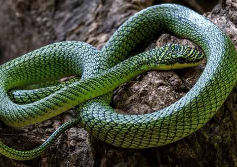 Noi specii descoperite în peșterile din Cambodgia, inclusiv șerpi zburători și gecko necunoscuți