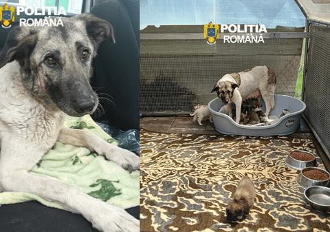 Amendă usturătoare de 12.000 de lei la Iași, pentru un bărbat care a abandonat o cățelușă cu șase pui pe marginea drumului