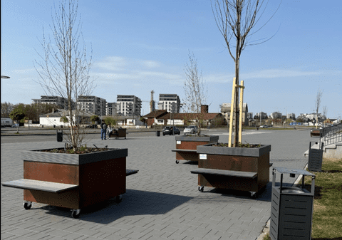 „Pădurea urbană mobilă” din Oradea: copaci pe roți de 2.600 de euro bucata