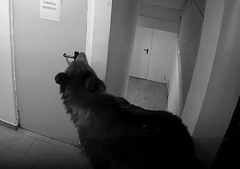 Un urs a intrat într-un hotel din Poiana Brașov, iar angajații au stat de pază toată noaptea: „La 112 i s-a spus că nu este o urgență și să nu mai sune la ei”