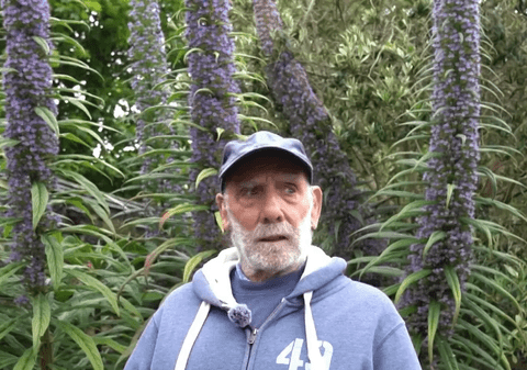 Un pensionar de 80 de ani a crescut o plantă șarpe înaltă cât o girafă adultă, mai mare decât casele din cartierul britanic în care stă