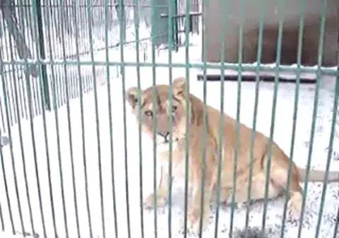 O mamă și cei trei copii ai săi, uitați în Grădina Zoologică din Oradea. “Nu a contat că sunt cu un nou-născut şi cu gemenii în frig şi ploaie”