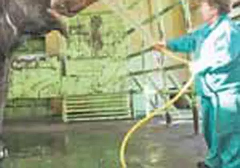 Animalele, incalzite cu radiatoare si apa fierbinte