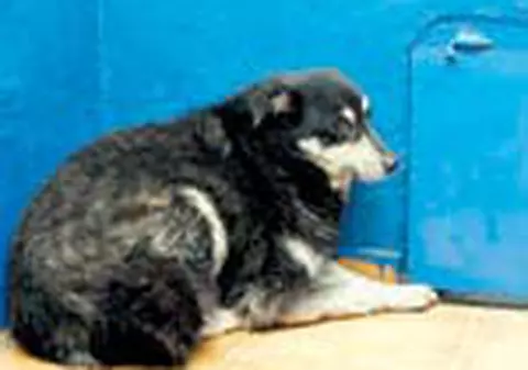 6 VIP-uri il vor acasa pe Boschito!