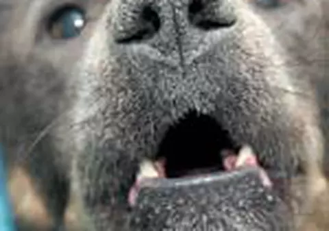 Cainii suspecti au fost  amprentati dentar