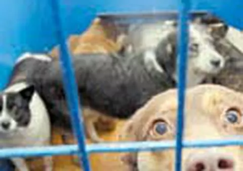 Maidanezii prinsi in Victoriei, revendicati de 'proprietari'