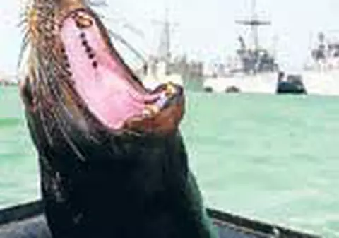 Rechinii teleghidati