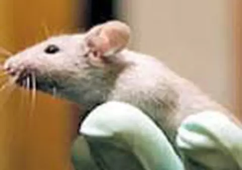 Soareci vanduti cu sute de mii de dolari