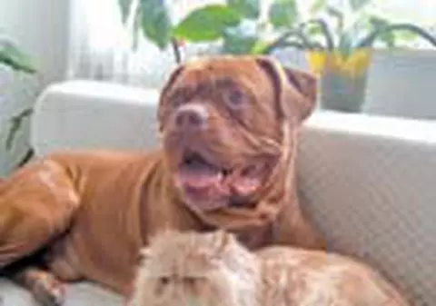 Nero, catelul topit dupa pisici