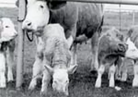 Romanii au  facut inca din 1988 primele clone animale