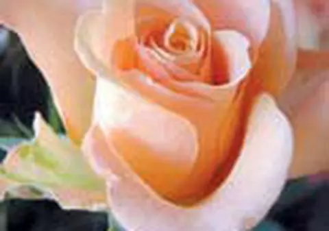 Zodiacul florilor vorbeste despre tine