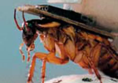 Armata de insecte cibernetice