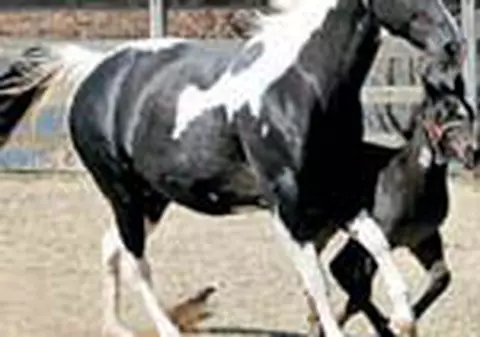 Cai clonati vanduti cu 150.000 de dolari