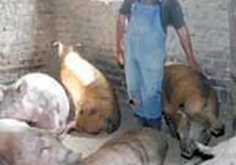 Primaria incepe prigoana orataniilor