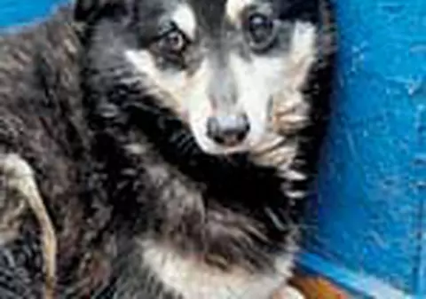 Boschito scapa de acuzatii!