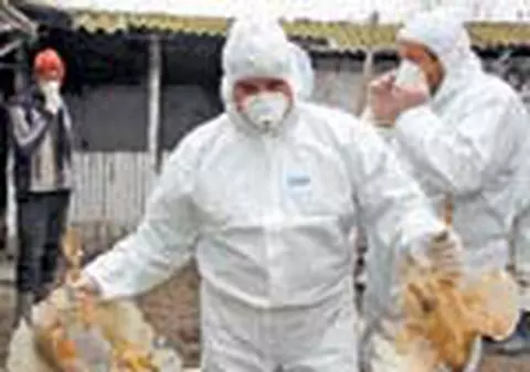 Gripa aviara a izbucnit din nou, langa Brasov