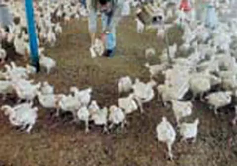 SRI a confundat curcile cu gainile 