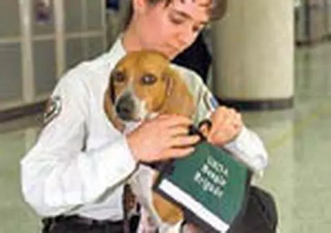 Caine dresat sa 'simta' diabetul