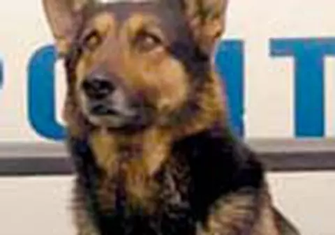 Cainii politisti, 'pensionati' la licitatie