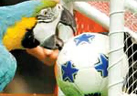 Campionatul animalelor