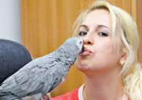 Jako, cea mai guraliva rasa de papagali