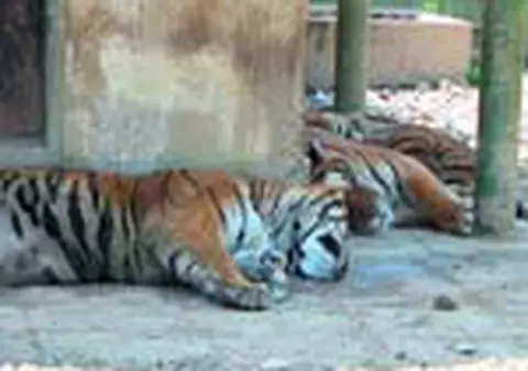 Si animalele de la Zoo suporta greu canicula