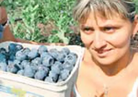 Afinele ii ajuta pe diabetici 