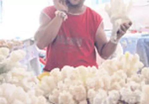 Coralii thailandezi fac furori pe plajele romanesti