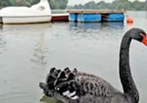 S-a indragostit de o lebada de plastic