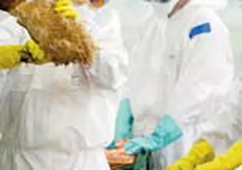 Virusul gripei aviare a aparut in forma noua si starneste panica