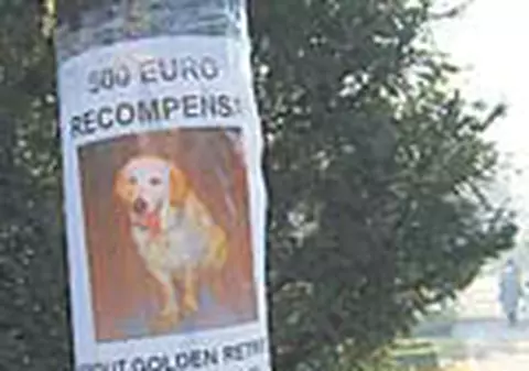 500 de euro, recompensa pentru un caine pierdut
