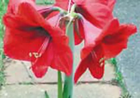 'Steaua cavalerului' rezista cu apa putina