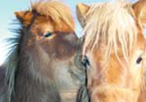 Indragostit de ponei