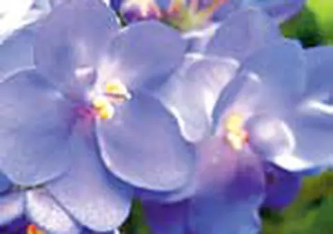 Violetele nu se uda pe frunze si nu se tin la soare