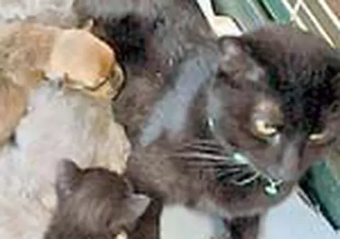 O pisica a adoptat un catel