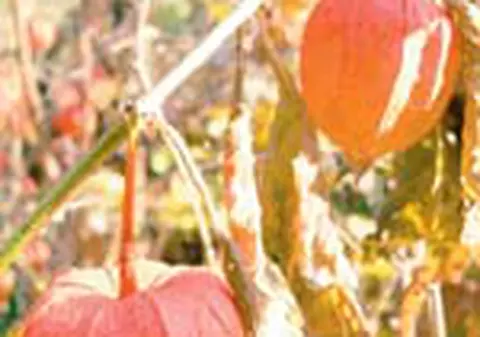 Lampionul chinezesc trebuie plantat in sol gras