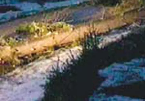 Vijelia a smuls brazii din radacini in Maramures