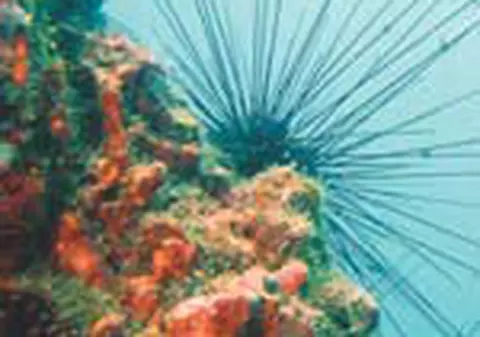 'Comorile' din acvariu