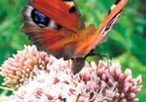 Ei sunt cei mai colorati!