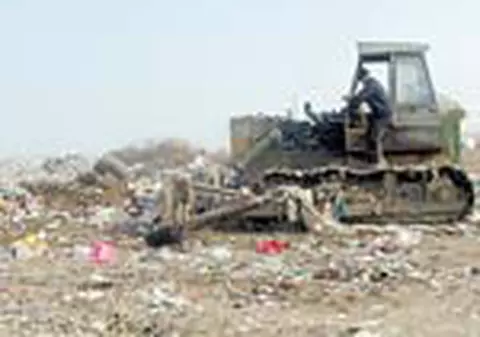 100 de maidanezi, ucisi de vanatori in Barlad