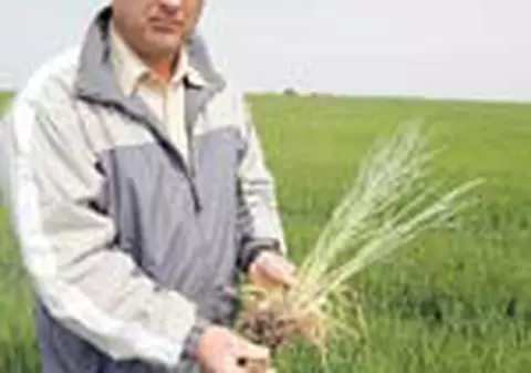 Seceta scumpeste painea