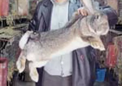 Ferma de iepuri uriasi la Buftea