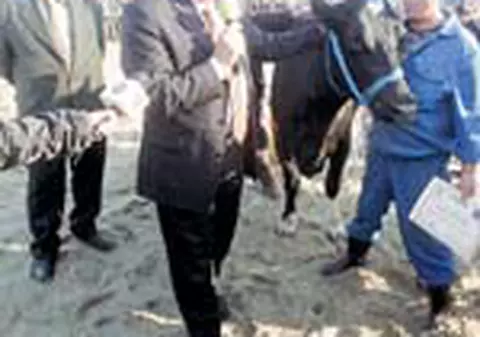 Alergatura dupa voturi printre ciobanii din Oas