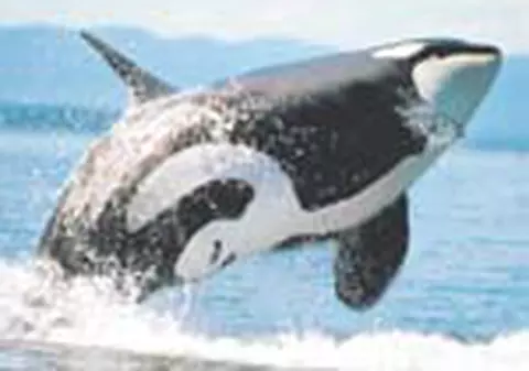 Balenele isi schimba cantecul in fiecare an