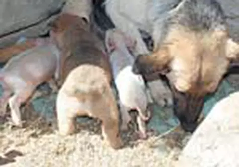 Purcelusi alaptati de o catea din Bihor