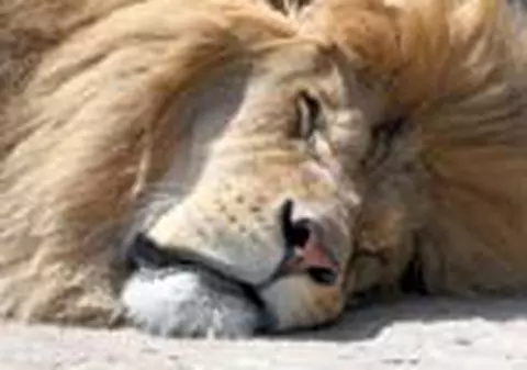 Sssst..... Nu ne deranjati! Dormim!