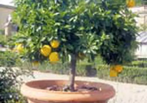 Lamaiul trebuie plantat intr-un vas de teracota