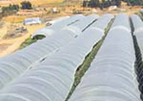 'Capsunarii'  au trimis in tara 2,74 miliarde &euro;