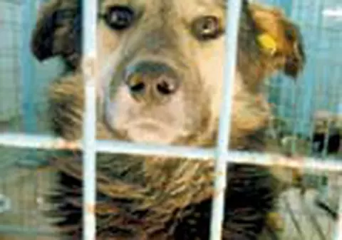  A mancat un caine in puscarie